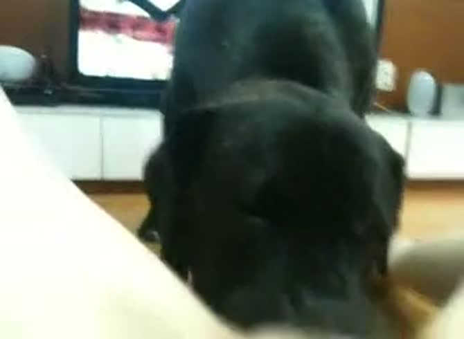 Video :Dog licking and savoring the hairy pussy of beastie gal
